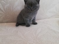 Mükemmel British Shorthair Bebekler
