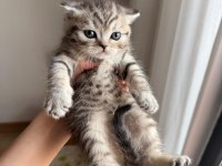 British Shorthair Yavru