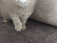 2 Adet Dişi British Longhair Yavrularımız