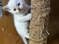 British shorthair dişi bluepoint