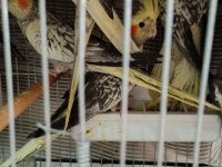 Yeme Düşmüş Sultan Papağanları