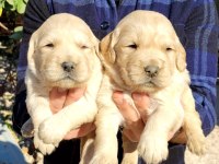 Golden Retriever Bebekler