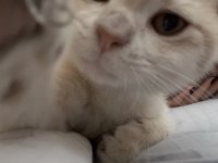 Kedilerimize Yuva Arıyoruz