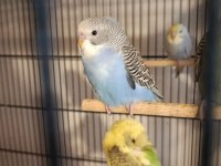 Rainbow Yerli Muhabbet Kuşu Yavrular