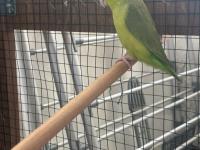 Dişi Yaşında Forpus Papağanı