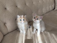 Sevmeye Doyamayacağınız O Bebek Kedimiz