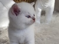 Safkan British Shorthair Lilac Point Erkek