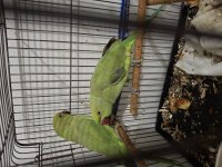 Pakistan Papağanları 2 Adet