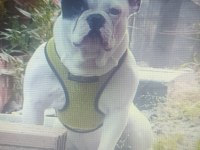 4 Yaşında Erkek Fransız Bulldog