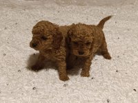 Tatlı mi tatlı poodle minikler