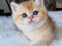 Ay Işığından Gelen Yavrumuz Golden British Shorthair