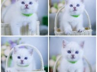 British shorthair cinsi yavruları