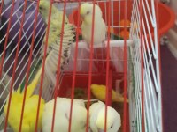 Lutino Muhabbet Kuşu Yavrular