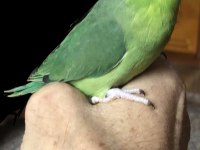 Elle Beslemeye Uygun Forpus Yavrular