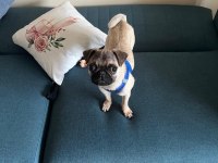 5 Aylık Pug Aşıları Yapıldı Karnesi Çıkartıldı