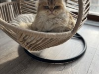 British Longhair 3 Yaşında