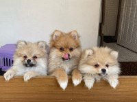Türkiye'nin en seçkin pomeranian spitz boy kilo garantili yavruları