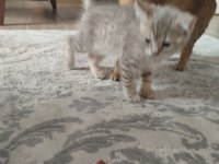 Kedimiz Puki Yeni Yuvasını Arıyor