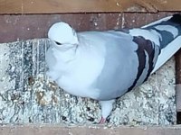 Satılık Her Çeşit Güvercinler Yavru Yumurta Muayer