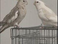 Sultan papağanı çifti albino erkek ve dişi