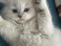 1.5 Aylık Mavi Gözlü British Longhair Yavru