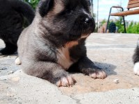 Safkan Amerikan Akitalar Yavrularımız