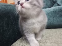 British Shorthair Uysal Kedimiz