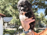 Sevimli Maltipoo Köpekler