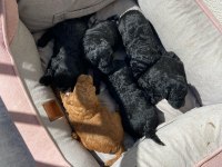 Irk Ve Sağlık Garantili Poodle 14 Adet Yavru