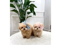 Toy Poodle Köpeği Yavrularım