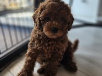 55 Günlük Toy Poodle Yavruları