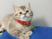 British shorthair yavrularımıza yeni yuvalarını arıyoruz