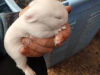 Cüce Tavşan Üreticiden