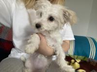 8 aylık tüm aşıları tam dişi yavru maltipoo