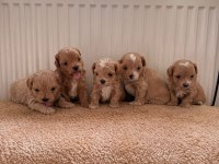 Ev Doğumlu Teacup Boy Maltipoo Yavrular