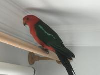 Avustralya Kral Papağanı Evcil Kapalı Bilezikli