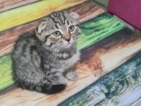 Çok Uysal, Çok Tatlı Kedimiz