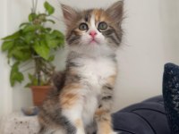 Kedimiz tarçın için yuva arıyoruz