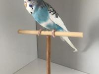 Bulut Mavisi Takım Muhabbet Kuşlar