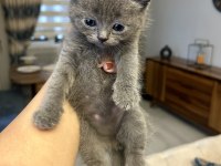 1,5 aylık british shorthair