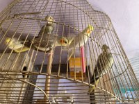 1,5 Aylık Yavru Sultan Papağanları