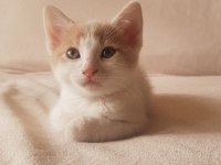 Sevimli Oyuncu Kırpık Ve Kardeşlerimiz