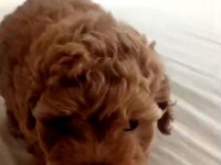 Şecereli Anneden Toy Poodle Kore Kan Yavrumuz
