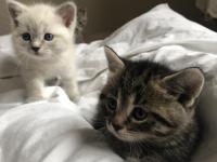 Minik British Shorthair Yavrular Yuva Arıyor