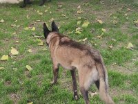 Alan Koruma Belçika Malinois