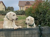 Şecereli orjinal akbaş dişi ve erkek 3 yaşında