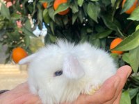 Teddy Lop Tavşanı Yavrular Mavi Göz