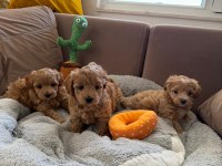 Teacup kore maltipoo hipoalerjenik yavrularımız