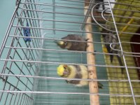 40 Günlük Sultan Papağanı Yavrular