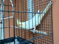 Sultan ve muhabbet kuşu